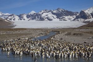 St Andrews Bay, South Geogia Island 255.jpg